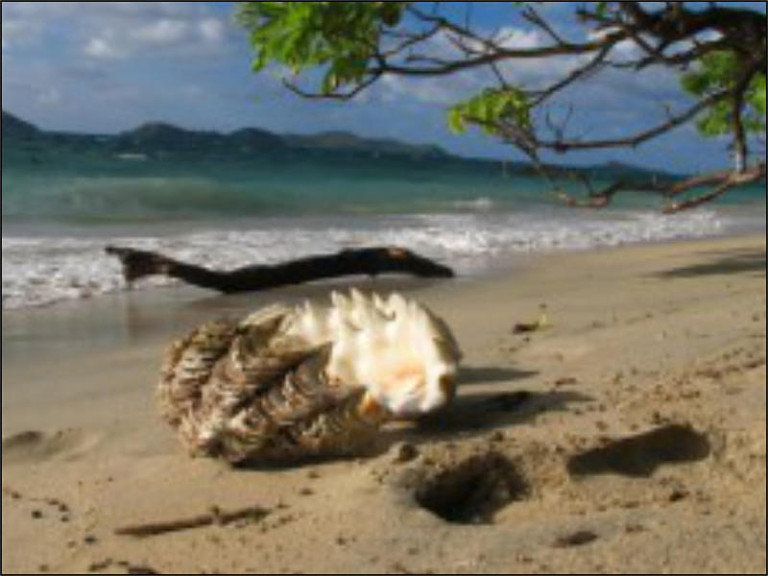 24. Sayonara: Fidži