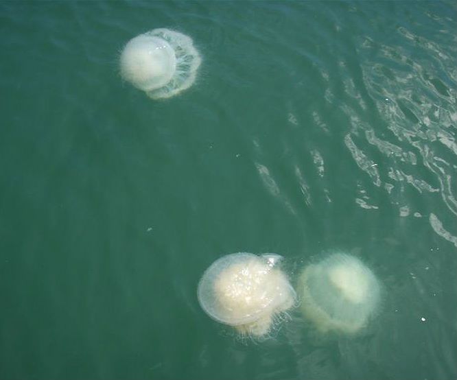 Nikdy jsme tolik tak velkých medúz neviděli!