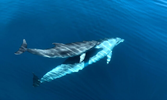 delfin_cover_IMG_0731 (Krasa)